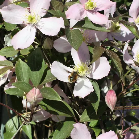 Апартаменты Stadtwohnung