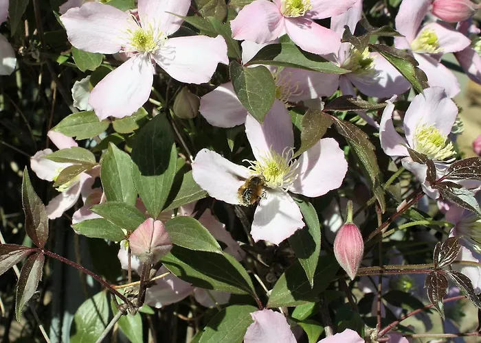 Apartament Stadtwohnung