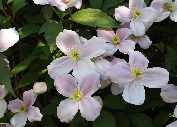 Stadtwohnung Stadthagen